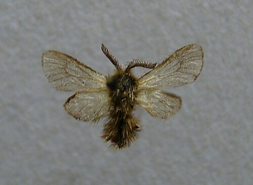 Phalacropterix graslinella (Oiketicinae) の成体標本