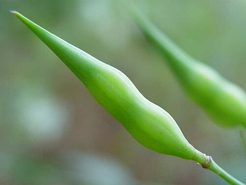 大根 Raphanus sativus の不裂長角果