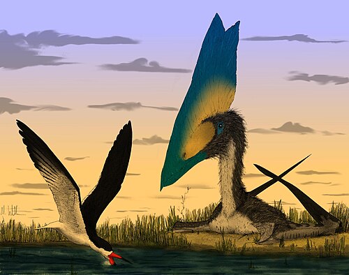 黒と白の羽毛と大きな青と黄色の頭を持つT. sethiのイラスト。川岸で、水面すれすれを飛ぶ鳥のそばに休んでいる。