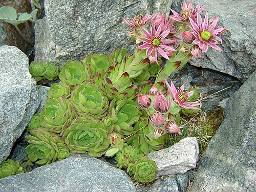マウンテンスウォーム (Sempervivum montanum L.)