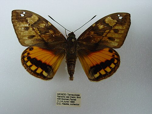 棍棒状の蛾の触角 – Athis inca (Castniidae)