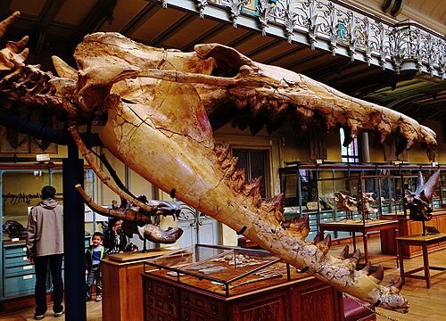 ペルーの初期のクジラ、シンティアセトゥスの顎