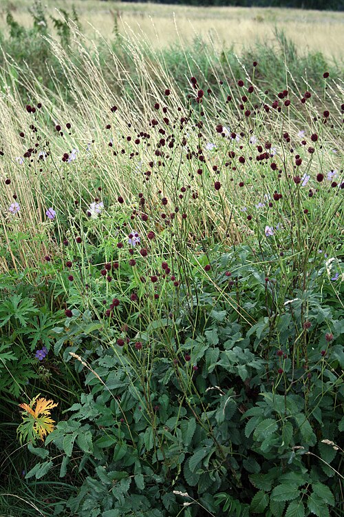 オオバーネット (Sanguisorba officinalis)