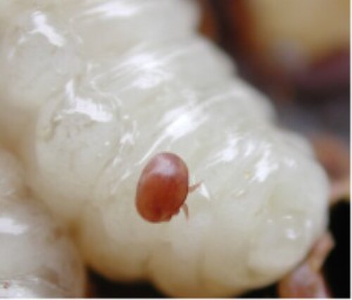 ミツバチの幼虫に寄生するミツバチヘギイタダニ