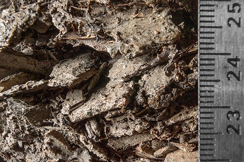 崩積土の母材をマクロ撮影した写真。石は灰褐色で、角張った鋭い縁を持ち、粒度は揃っていない。