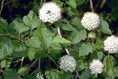 コモン・ナインバーク（Physocarpus opulifolius）