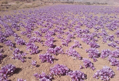 イランで栽培されているサフランクロッカス畑の写真