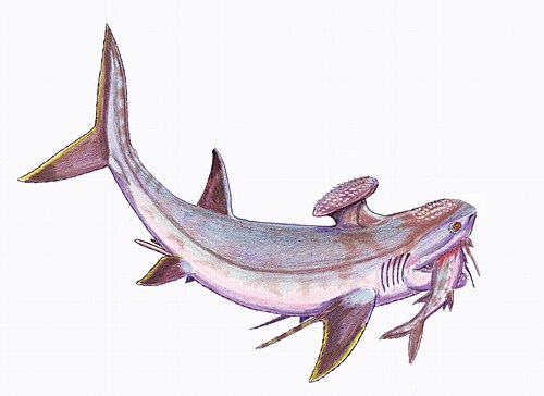 symmoriiform Stethacanthus productus