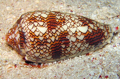 カオス：腹足類軟体動物の殻、金色の円錐の布、コヌス織物は、ルール30セルオートマトンに似ている