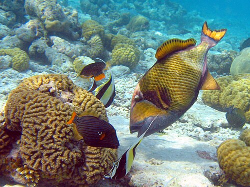 モンガラカワハギは、砂の中に埋まっているタコノマクラを水流で掘り出す。