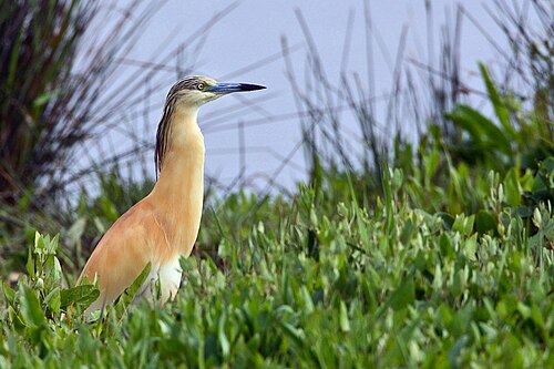 アロカンポ貯水池では、アオサギ（Ardeola ralloides）を観察できます。