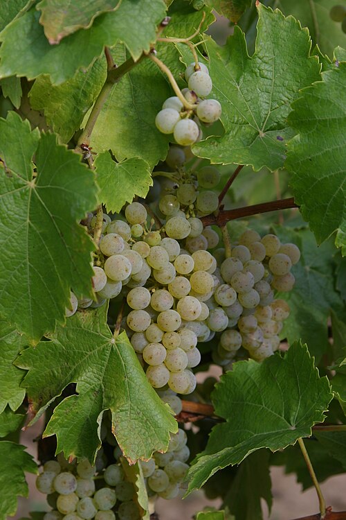 プリンジパル