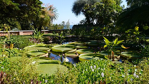 マントン異国植物園の眺め