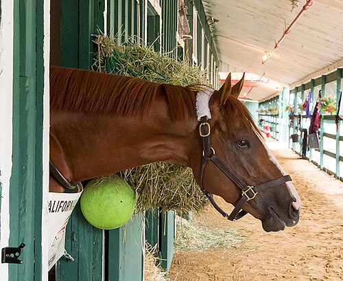 カリフォルニア・クロームが馬房から頭と首を突き出している