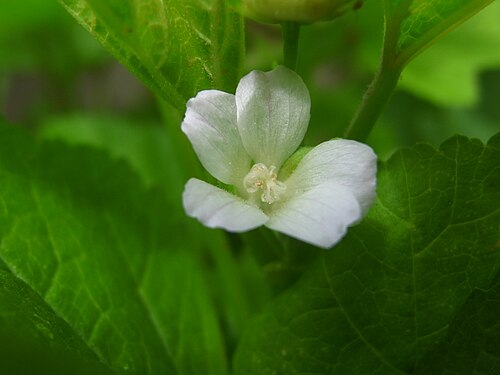 M. verticillata の花