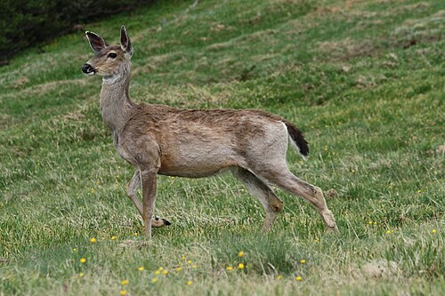 オリンピック国立公園に生息するメスのコロンビアクロオジカ（O. h. columbianus）