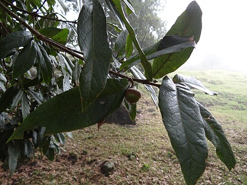 アンデス産のオーク、Quercus humboldtii