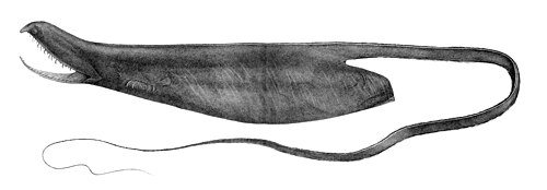 深海ウナギ Saccopharynx ampullaceus
