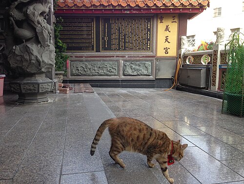 野良猫