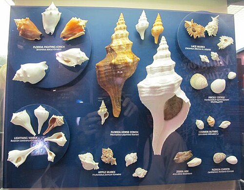 腹足類と二枚貝の両方を含む、地元の海洋軟体動物 9 種のアルビノ標本と正常標本を展示しています (フロリダ州サニベルのベイリー・マシューズ国立貝類博物館)。