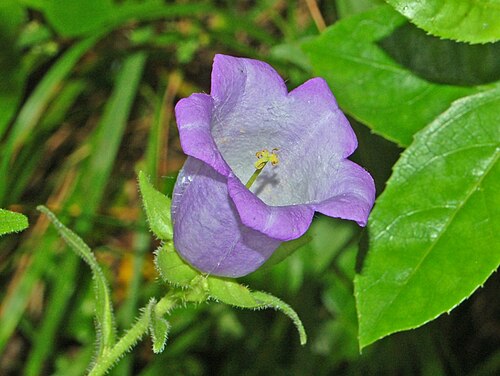 カンパニュラの花のクローズアップ