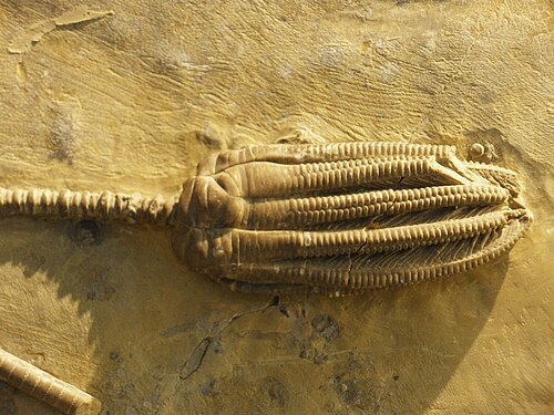 Encrinus liliiformis (エンクリニダ)