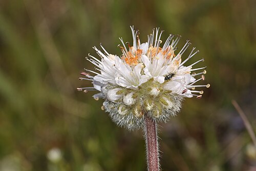 白から青みがかった花は、密集した球状の房状に咲き、毛の生えた萼片が5つと、突き出た雄しべが5本ある。