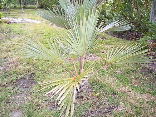 若い植物：赤い葉脈に注目