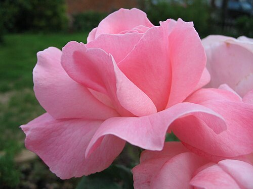 ほとんどのヨーロッパ言語では、ピンクはバラの花にちなんで、roseまたはrosaと呼ばれています。
