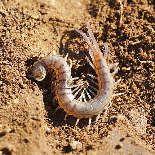 土に埋まった岩の下に巣を作っているのが見つかった、大型の Scolopendra abnormis の個体。2023 年に撮影。