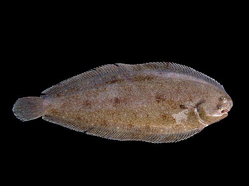 平たい魚全体の写真