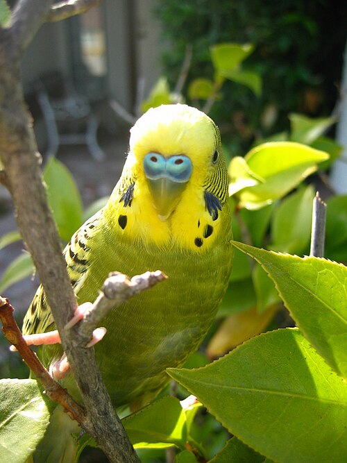 オリーブ色の雄鶏