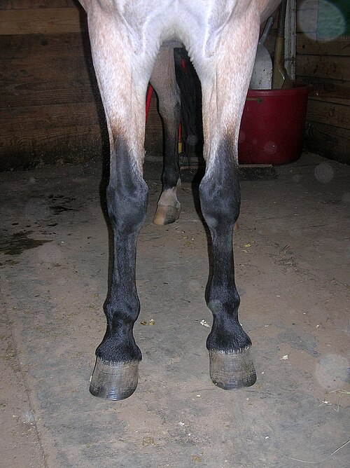 この鹿毛馬の前脚には、鹿毛馬の影響を受けない特徴的な逆「V」字型の黒い毛が見られます。