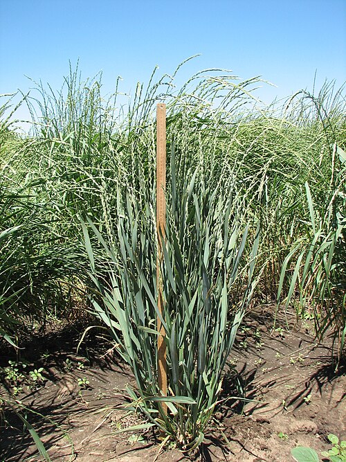 遺伝的に矮小化された植物