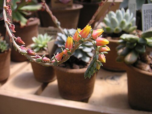 Echeveria secunda (ベンケイソウ科)