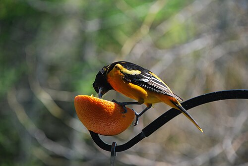 オレンジと黒の鳥、くちばしはオレンジ色