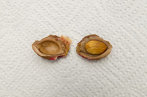 桃の核膜を解剖して、中に1つの種が見える様子