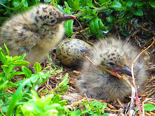 ビクトリア州フィリップ島自然公園の巣にいる卵と雛たち