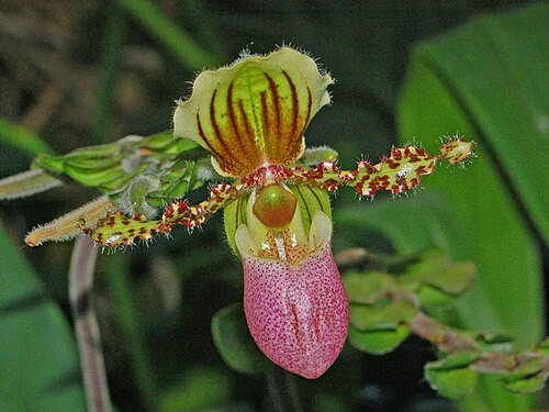 パフィオペディルム・グラウコフィルムの花