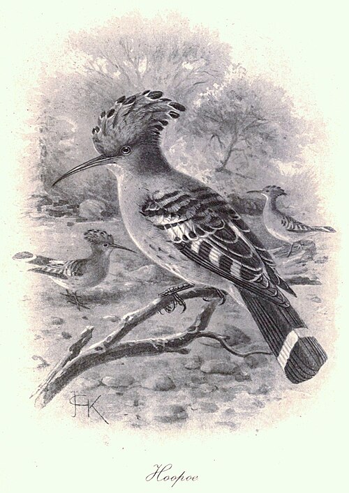 ヤツガシラを描いた絵画（1900年頃）