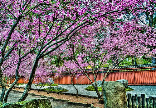 日本庭園に咲く桜の木々