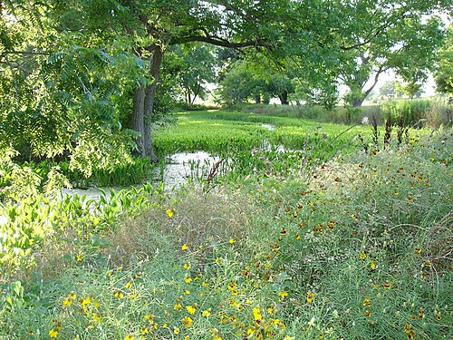 水路沿いの野生の花
