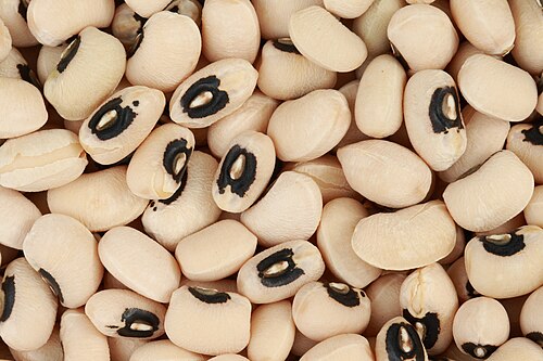 茶色のインゲン豆の群れ。いくつかには黒い斑点が見られます。