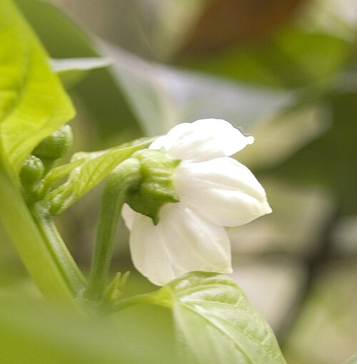 C. annumの花のクローズアップ