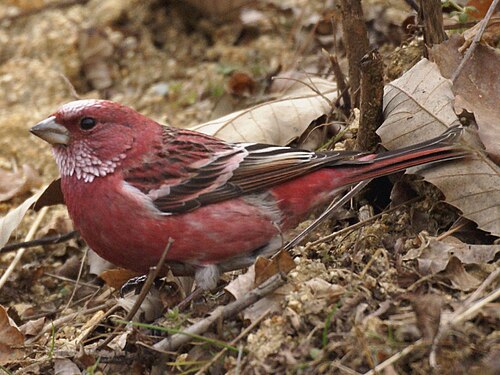 ベニマシコ（Carpodacus roseus）は、真のベニマシコの一種です。