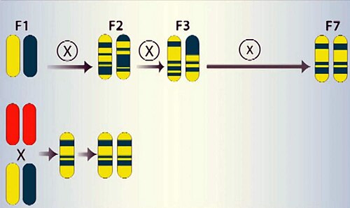 二重半数体と古典的ハイブリッドの比較