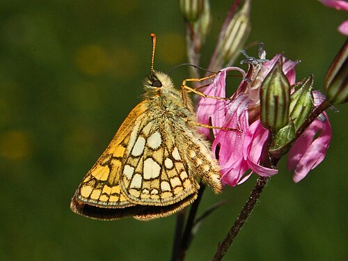 Carterocephalus palaemon、側面図