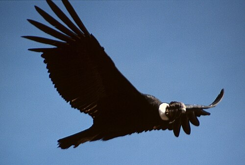 アンデスコンドル（学名：Vultur gryphus）は、チリの国鳥である。