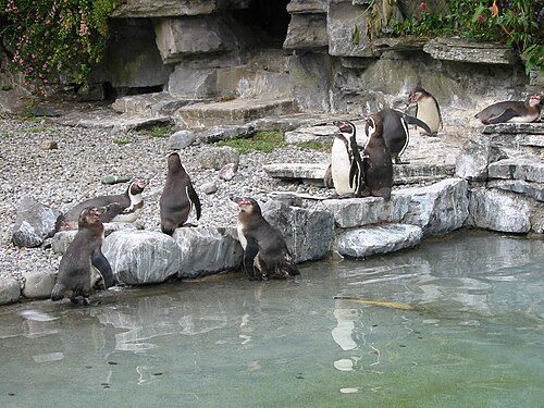 フンボルトペンギン (Spheniscus humboldti)