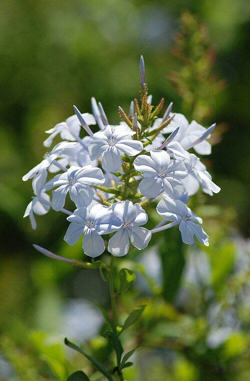 ブループラムバゴ (Plumbago auriculata)